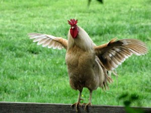 rooster-flapping-wings_0529